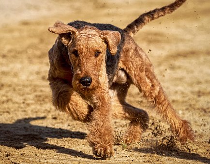 Dog Racing Racecourse Run - Free photo on Pixabay