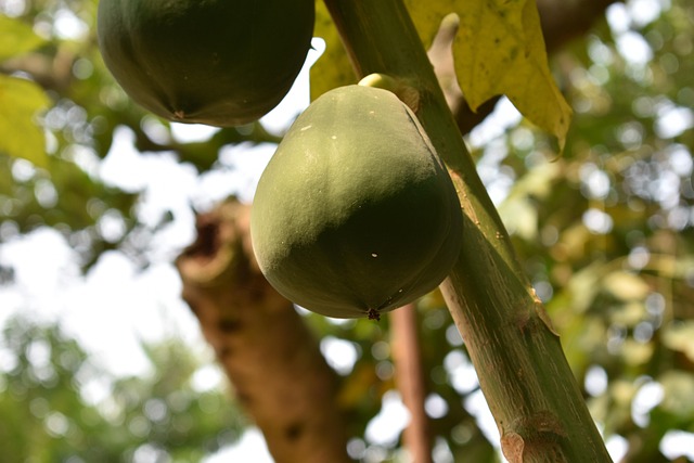 Free Fruit Papaya photo and picture