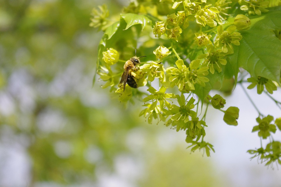Bee Tree Bloom - Free photo on Pixabay - Pixabay