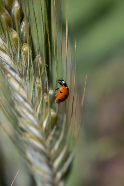 Free Field Summer photo and picture