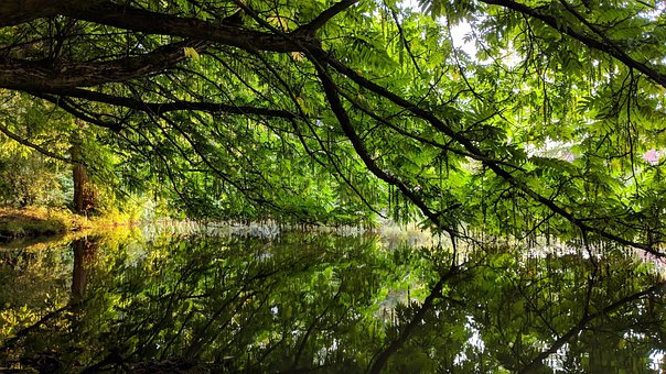 Natură, Verde, Apă, Pădure, Lac