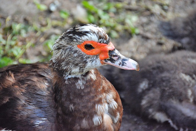 Free Duck Ducks photo and picture