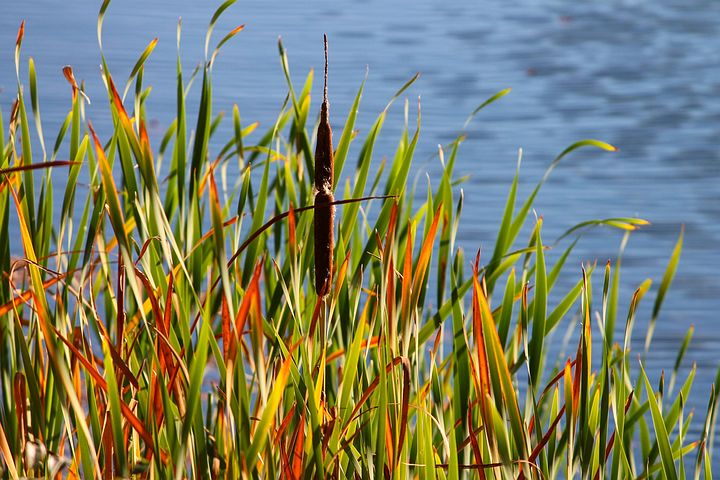 Plawanature Sola-Blumen Mit Schilfrohr Diffusor | 10 Stück, Weiß, Natürlicher Duftverteiler