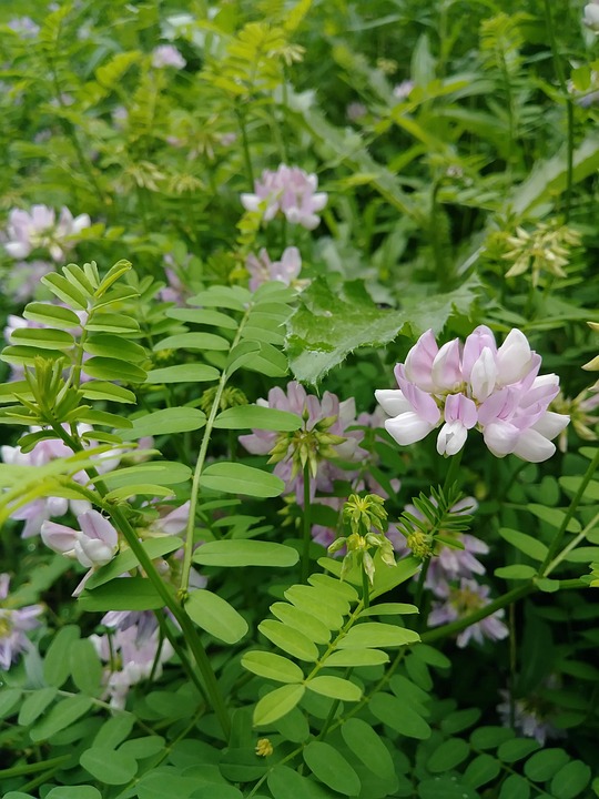 Clover Weeds Wildflowers Free photo on Pixabay Pixabay