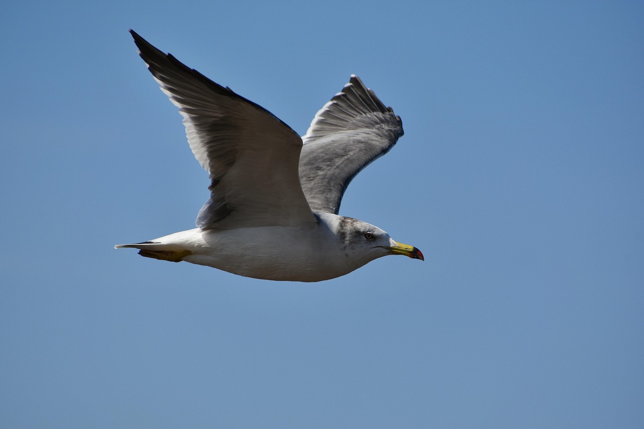 Animal Sky Bird Wild Free Photo On Pixabay Pixabay