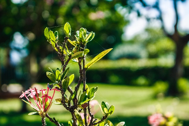 Free Flowers Flower Background photo and picture