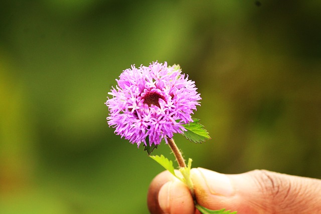 Free Flower Pink photo and picture