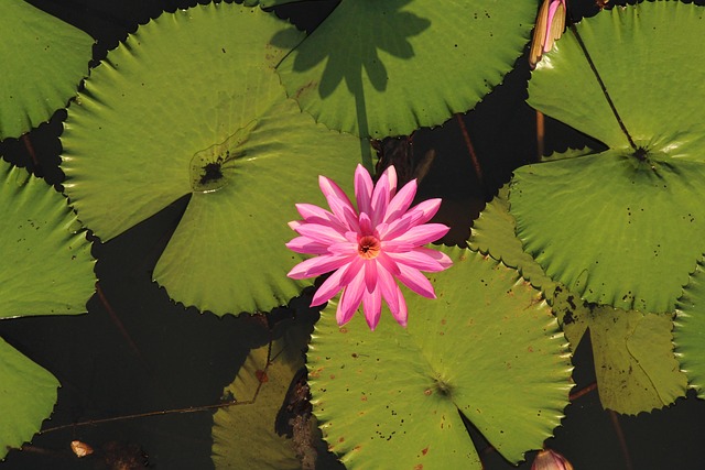 Free Water Lily Lotus photo and picture