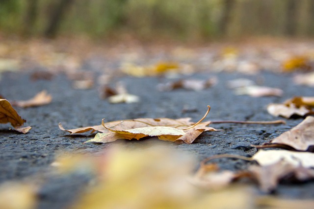 Free Leaf Nature photo and picture