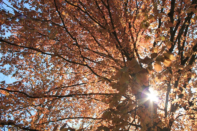 Otoño, Naturaleza, Árbol, Sale De, Sol