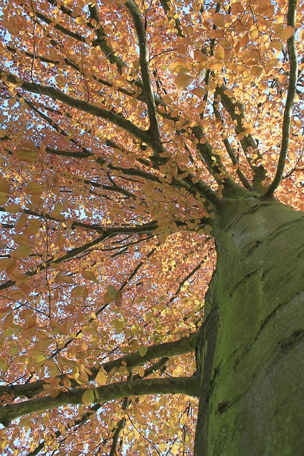Otoño, Sale De, Árbol, Tribu