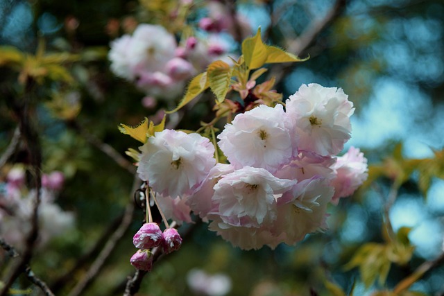 Free Blossoms Tree photo and picture