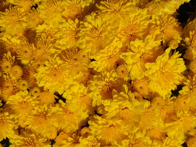 Free Chrysanthemum Flowers photo and picture