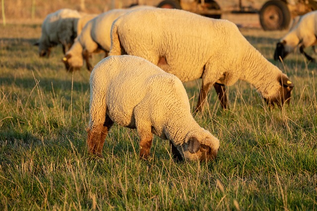 Free Sheep Pasture photo and picture