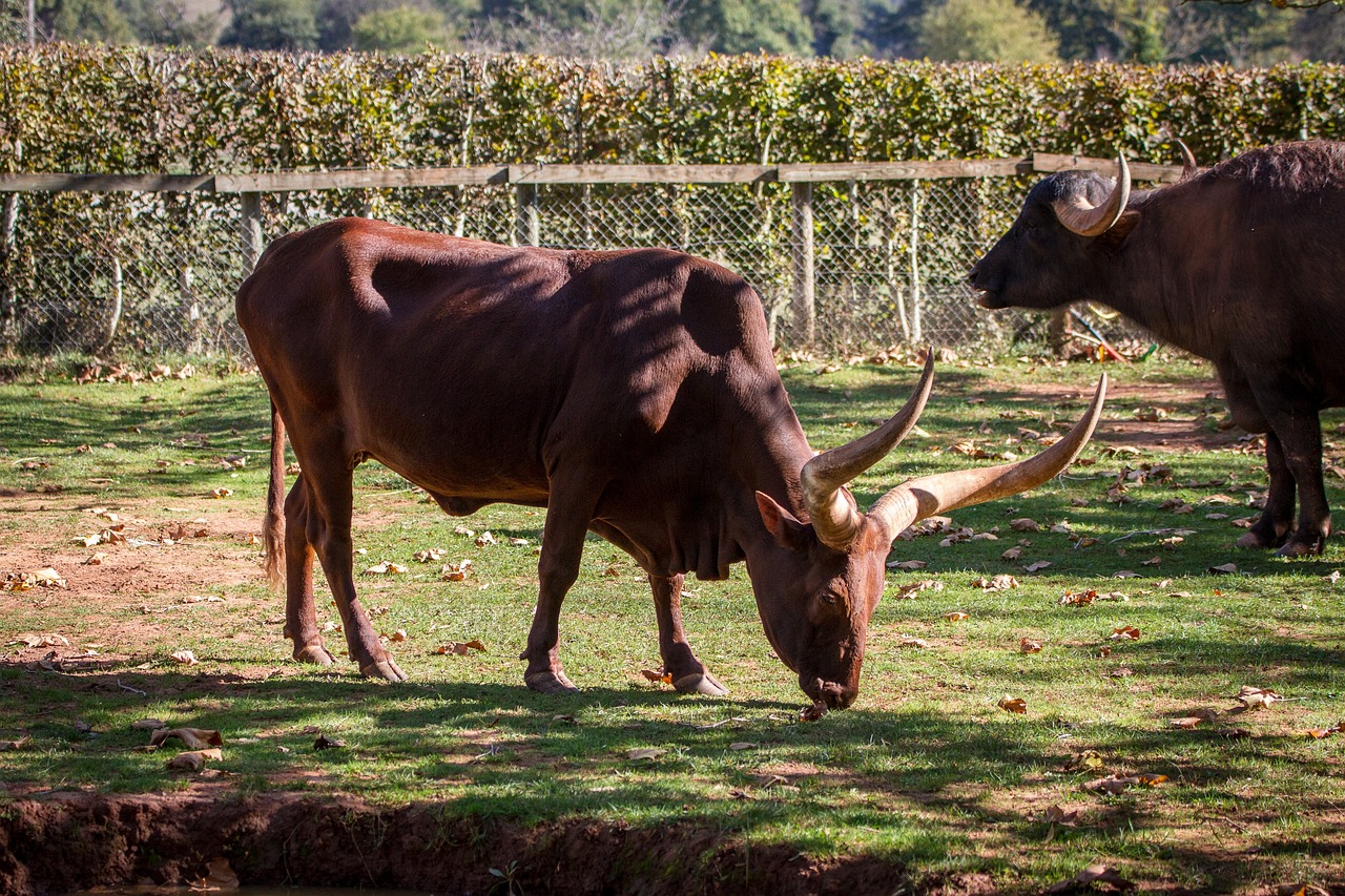 Animal - free online jigsaw puzzle photo