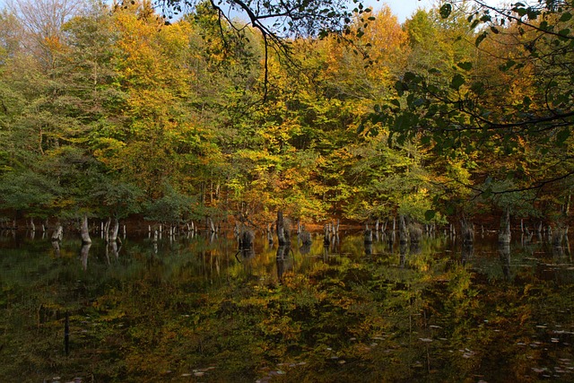 Free Autumn Color photo and picture