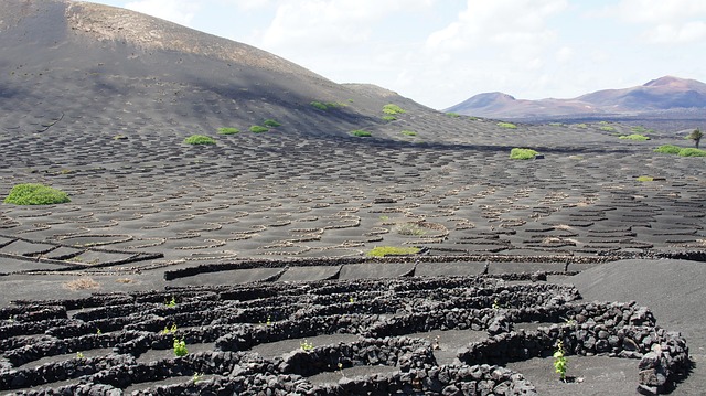 Lanzarote, Wein, Lava, Evolution