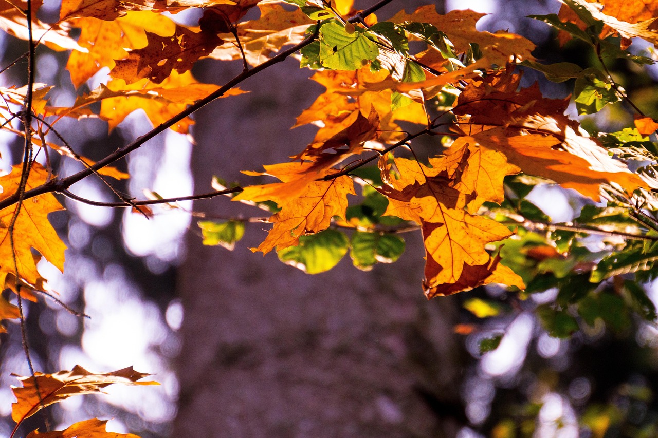 Backlighting Fall Nature - Free photo on Pixabay - Pixabay