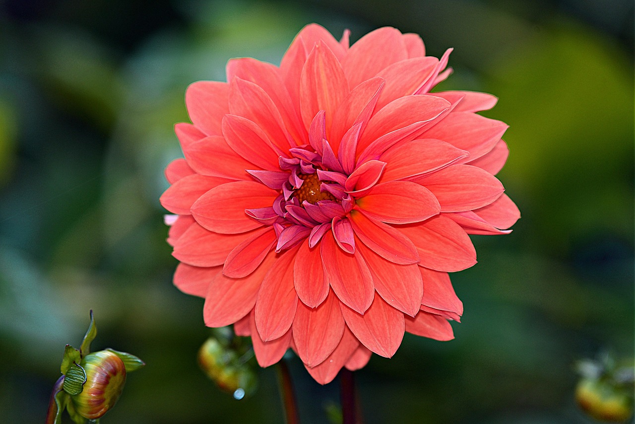 dahlia-3769043_1280.jpg
