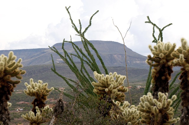 Free Desert Sonoran Desert photo and picture