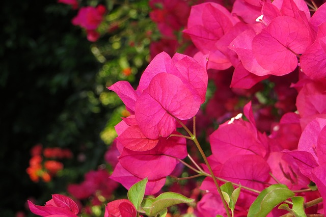 Free Pink Plant photo and picture
