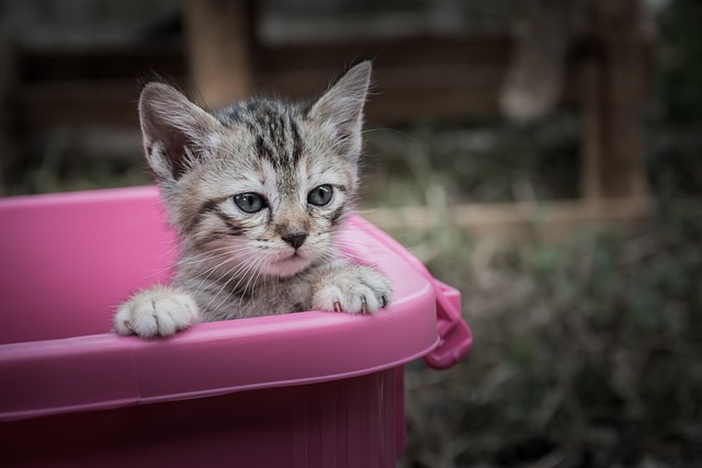 Kittycat, ธรรมชาติ, Kitten, Cat, Animal