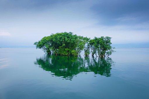 Free River Trees photo and picture