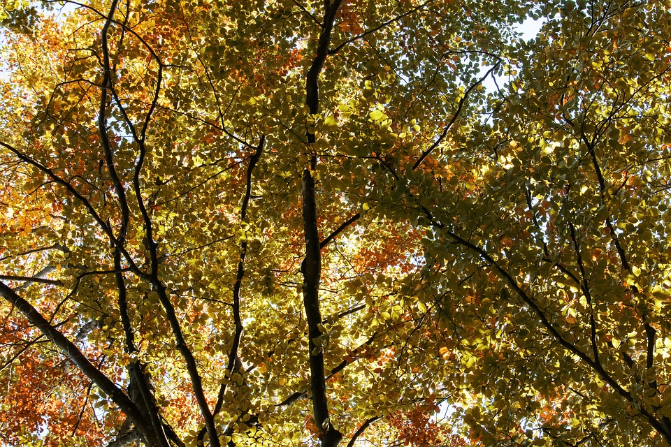 Autumn Leaves Fall Foliage - Free photo on Pixabay - Pixabay