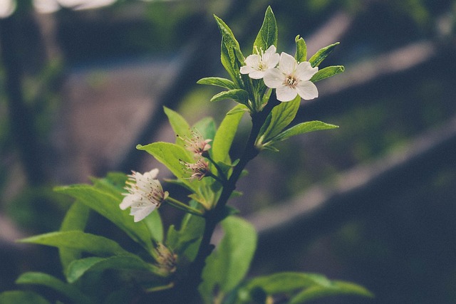Free Blossoms Flower Wallpaper photo and picture