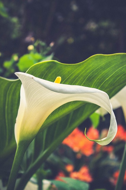 Free Blossoms Spring photo and picture