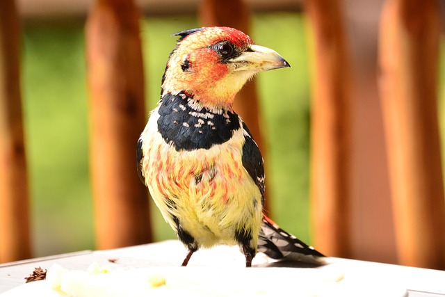 Free Bird Nature photo and picture