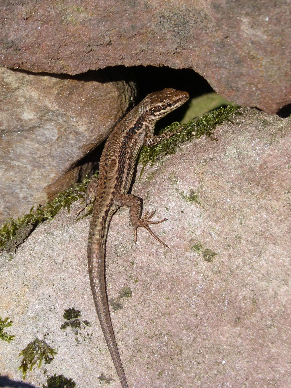 Lizard Reptile Rocks Free photo on Pixabay Pixabay