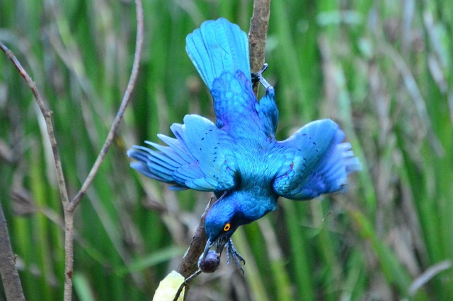 Free Beautiful Bird photo and picture
