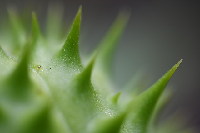 Free Macro Nature photo and picture