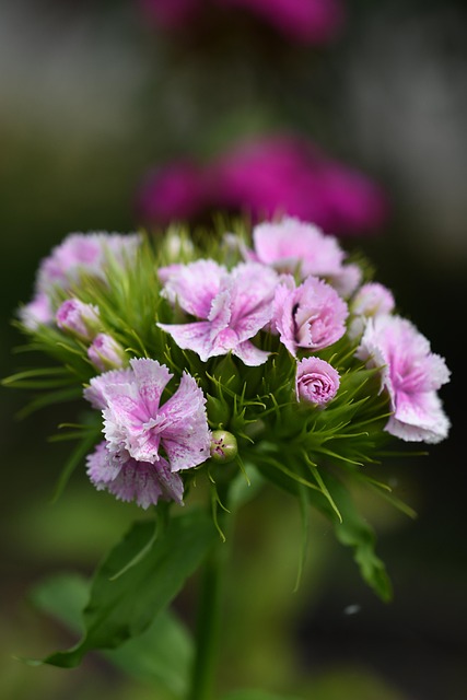 Free Macro Beautiful Flowers photo and picture