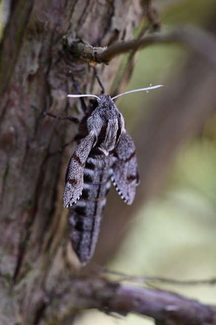 Free Macro Insect photo and picture