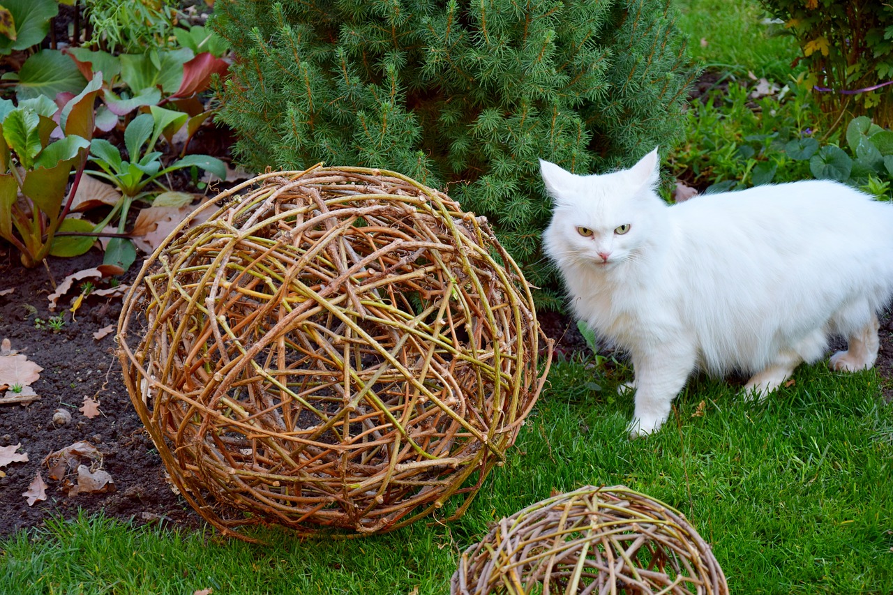 54+ Kleiner Baum Katze Garten, Ein katzenbaum ist ein wichtiger