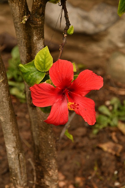 Free Flower Blossom photo and picture