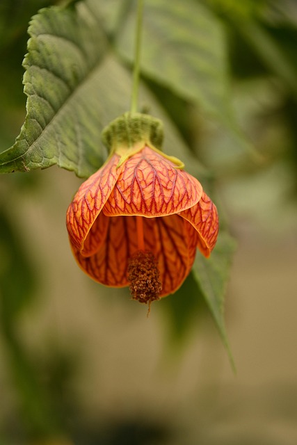 Free Flower Blossom photo and picture