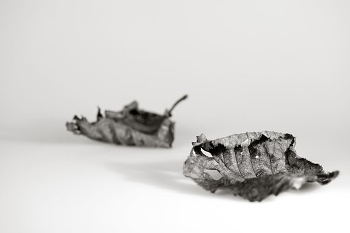 Blader, Blad, Falle, Svart Og Hvit