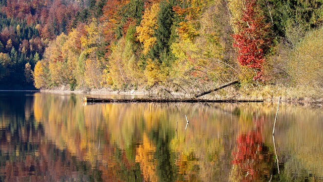 Free Forest Lake photo and picture