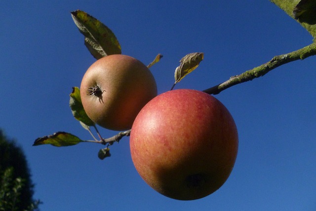 Free Apple Fruit photo and picture