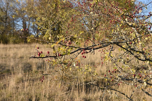 Free Fall Shrub photo and picture