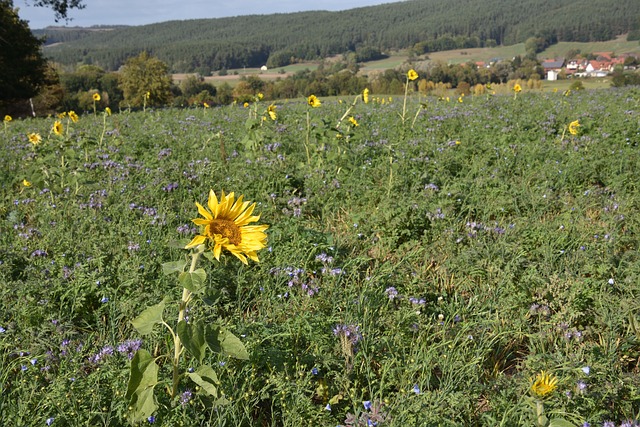 Free Sunflower Flower Background photo and picture