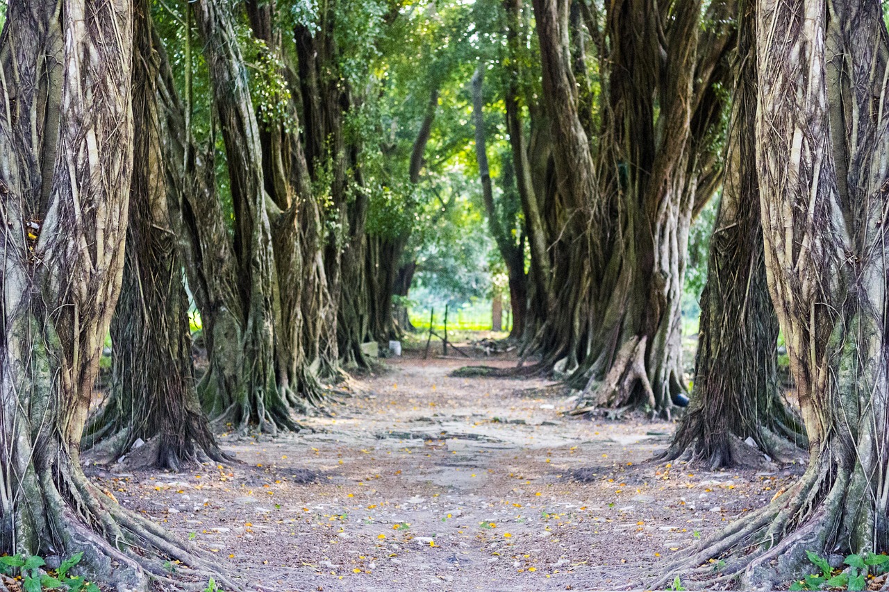 超过 70 张关于“树隧道”和“隧道”的免费图片 - Pixabay