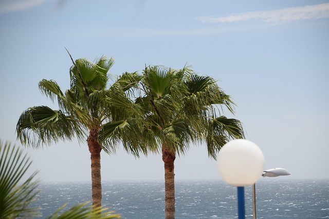 Free Palm Trees Spain photo and picture