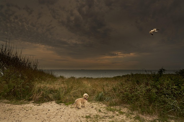 Free Alfredo Gull photo and picture