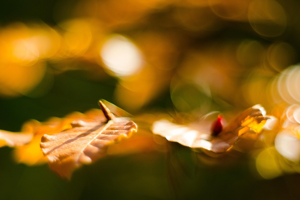 国家 自然 一颗树 - Pixabay上的免费照片 - Pixabay