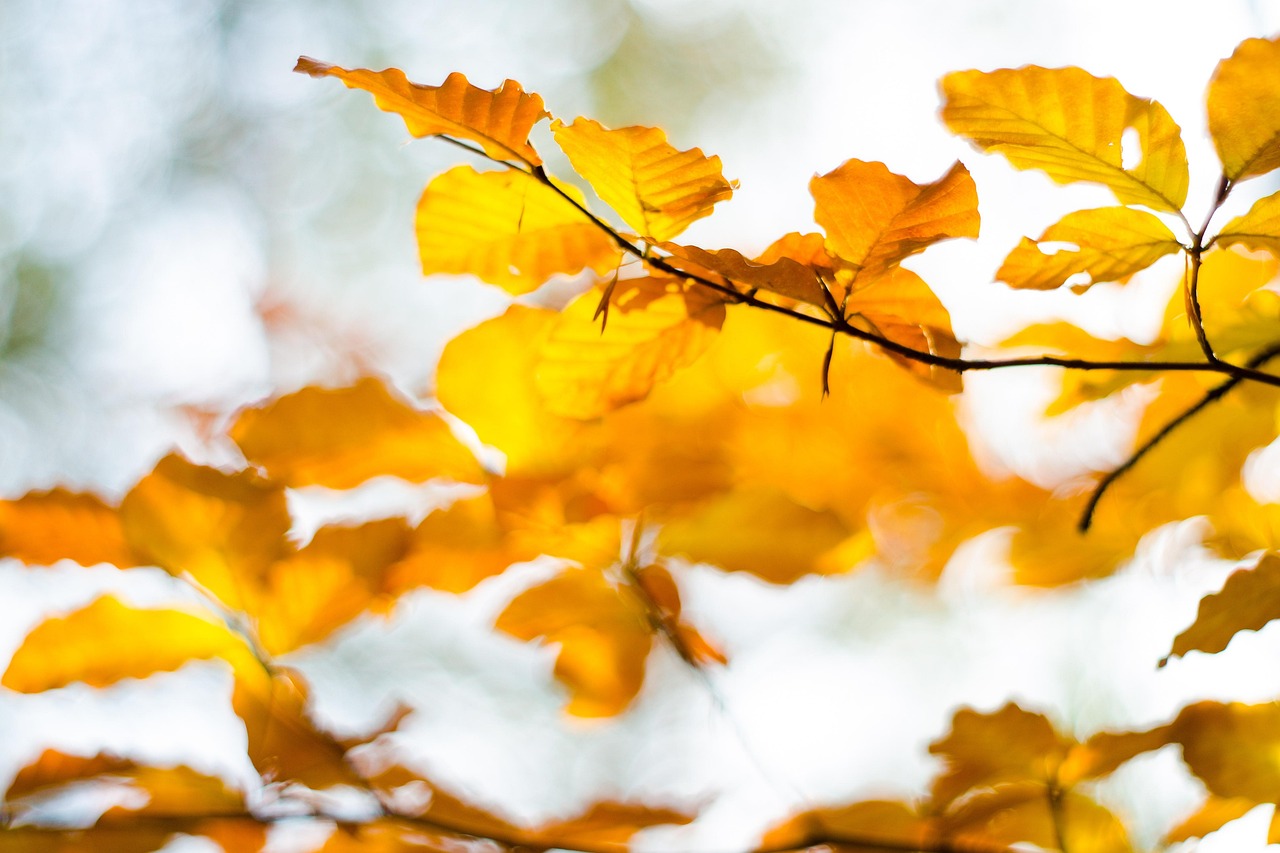 一颗树 树叶 秋天 - Pixabay上的免费照片 - Pixabay