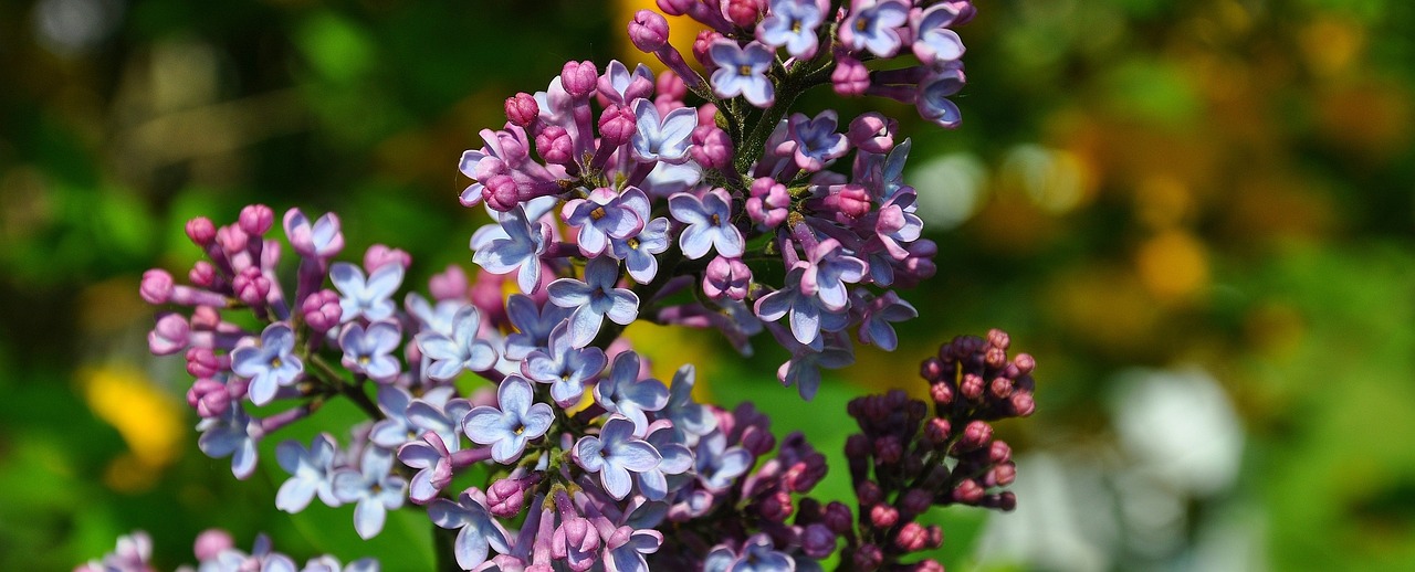 Lilas Bleu - Photo gratuite sur Pixabay - Pixabay